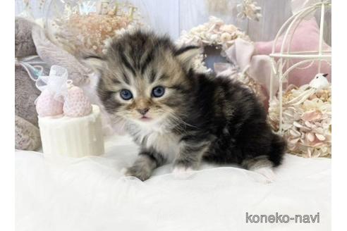 成約済の大阪府のサイベリアン-44876の8枚目